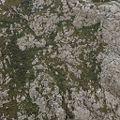 Legacy AS RockGrassy0037 L 2.jpeg